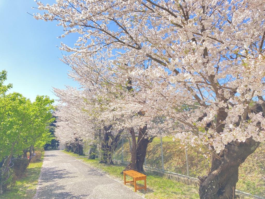 多米配水場0329 桜03