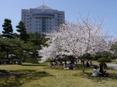 公園緑地課のイメージ画像。豊橋公園の写真