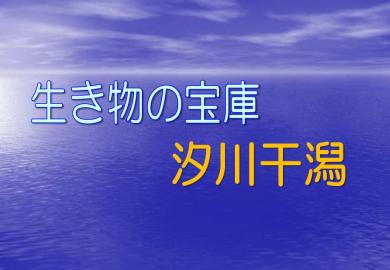 スライド「生き物の宝庫 汐川干潟」