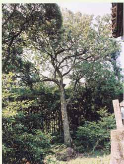 日吉神社のアベマキ