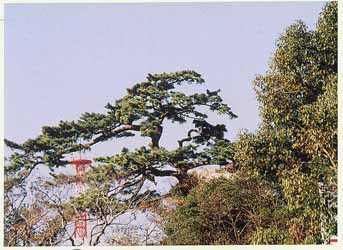 豊橋公園のクロマツ2