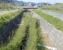 割田川4ヶ月後