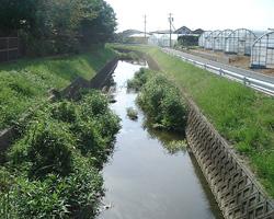 権茂川6ヶ月後