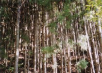 水源林写真9