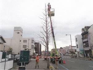 冬期剪定後の街路樹(イチョウ)