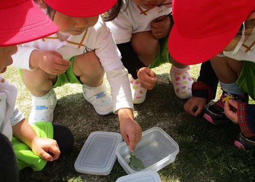 3歳児が虫を見ているところ