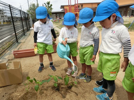 5歳児が畑の野菜に水やりしているところ